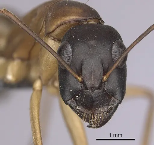 Camponotus xerxes - CASENT0264600