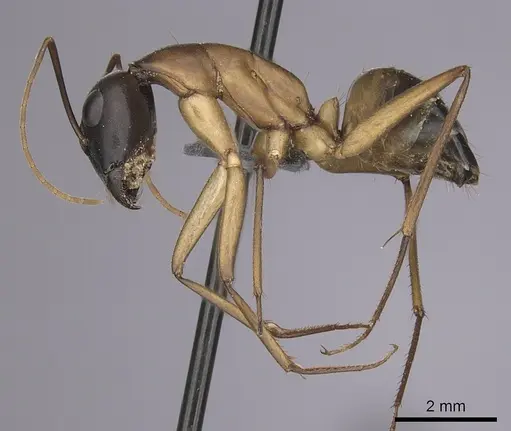 Camponotus xerxes - CASENT0264600