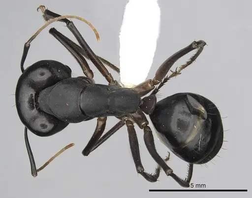 Camponotus xerxes - CASENT0280003