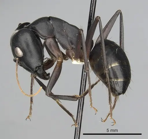 Camponotus xerxes - CASENT0280003