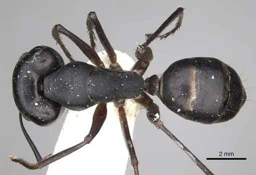 Camponotus xerxes - CASENT0280613