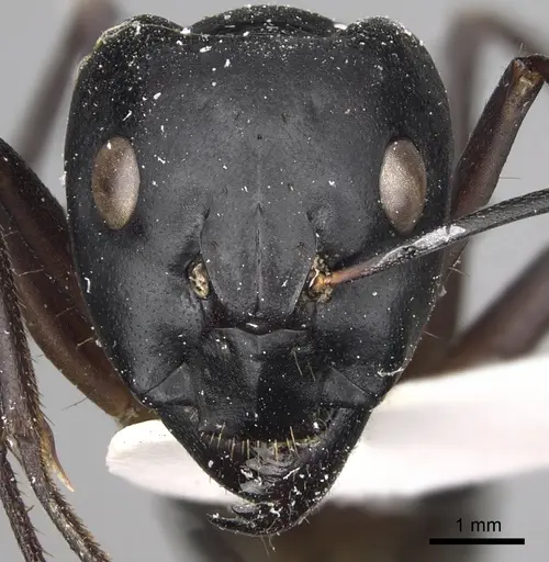 Camponotus xerxes - CASENT0280613