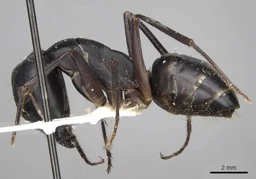 Camponotus xerxes - CASENT0280613