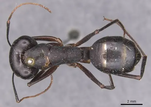 Camponotus xerxes - CASENT0905292