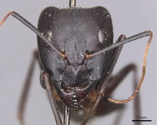 Camponotus xerxes - CASENT0905292