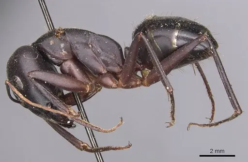 Camponotus xerxes - CASENT0905292