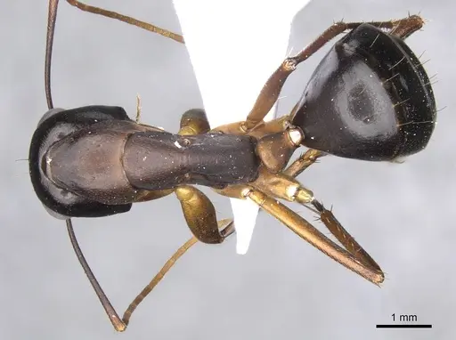 Camponotus xerxes - CASENT0910246