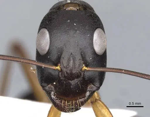 Camponotus xerxes - CASENT0910246