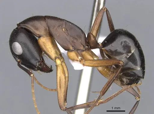 Camponotus xerxes - CASENT0910246