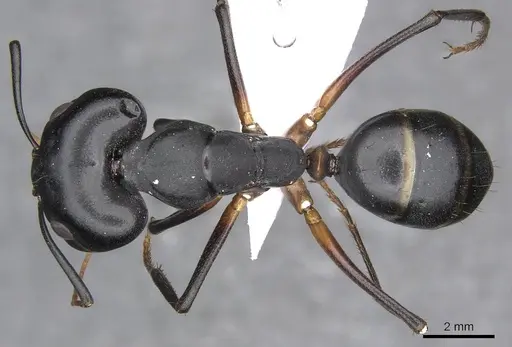 Camponotus xerxes - CDA000114