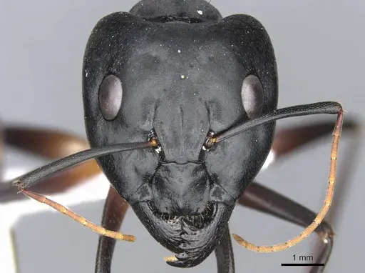 Camponotus xerxes - CDA000114
