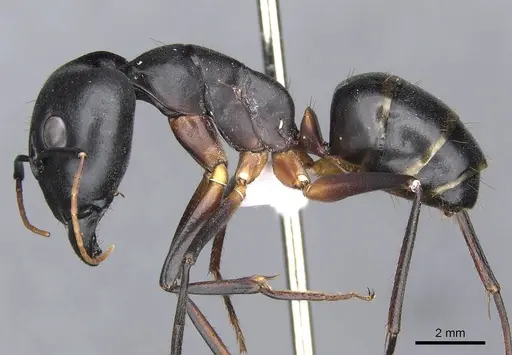 Camponotus xerxes - CDA000114