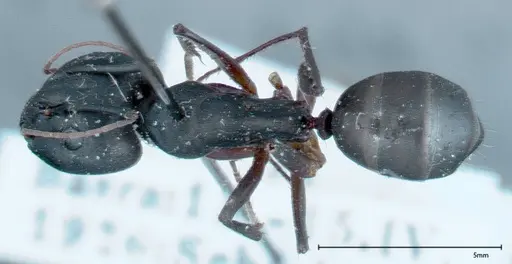 Camponotus xerxes - FOCOL0125
