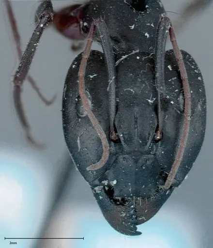 Camponotus xerxes - FOCOL0125