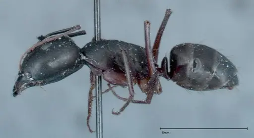 Camponotus xerxes - FOCOL0125