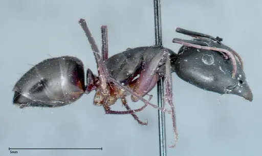 Camponotus xerxes - FOCOL0125