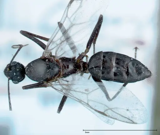 Camponotus xerxes - FOCOL0126
