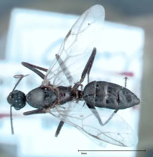 Camponotus xerxes - FOCOL0126