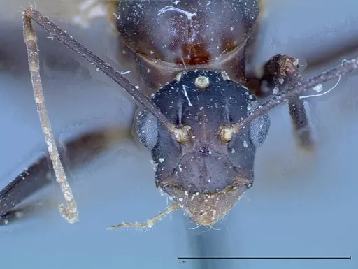 Camponotus xerxes - FOCOL0126