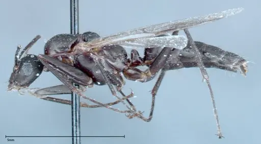 Camponotus xerxes - FOCOL0126