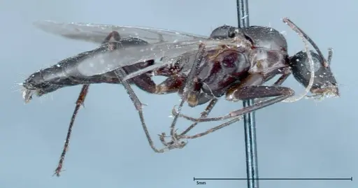 Camponotus xerxes - FOCOL0126