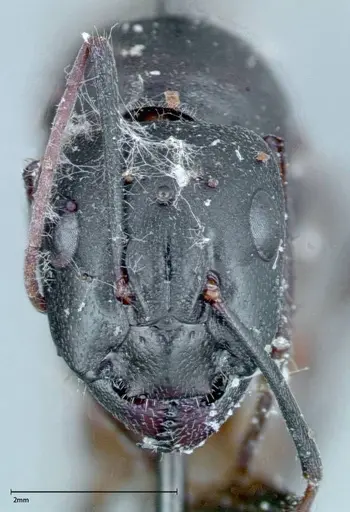 Camponotus xerxes - FOCOL0127