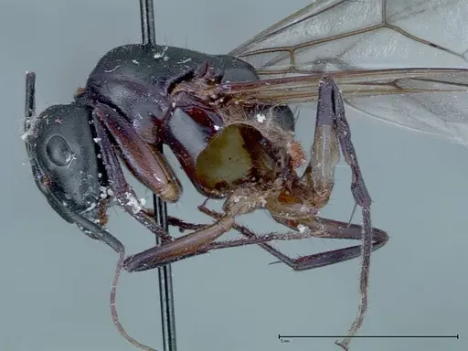Camponotus xerxes - FOCOL0127