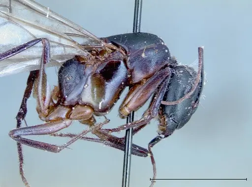 Camponotus xerxes - FOCOL0127