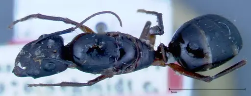 Camponotus xerxes - FOCOL0128