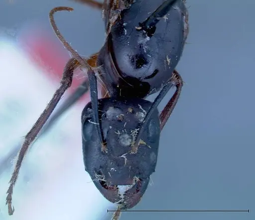 Camponotus xerxes - FOCOL0128
