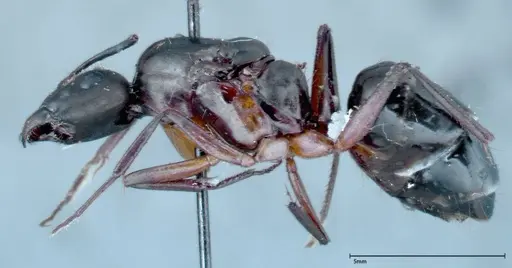 Camponotus xerxes - FOCOL0128