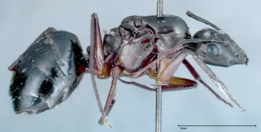 Camponotus xerxes - FOCOL0128