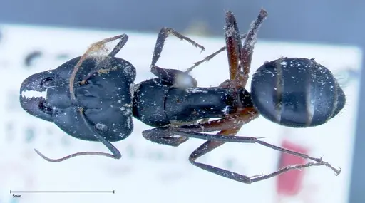 Camponotus xerxes - FOCOL0129