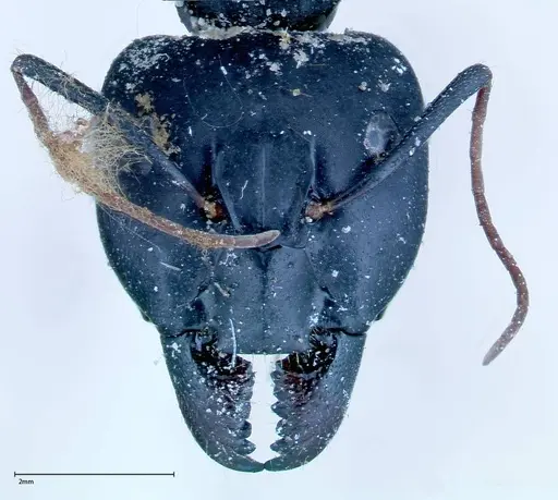 Camponotus xerxes - FOCOL0129