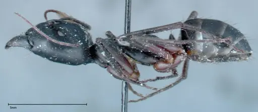 Camponotus xerxes - FOCOL0129