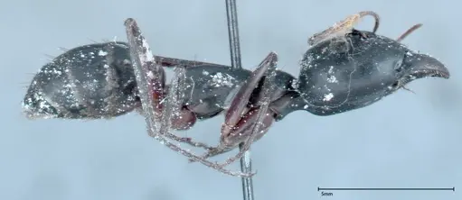 Camponotus xerxes - FOCOL0129