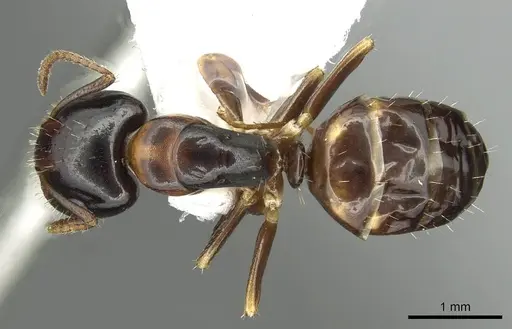 Camponotus yamaokai specimen