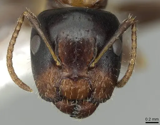 Camponotus yamaokai specimen