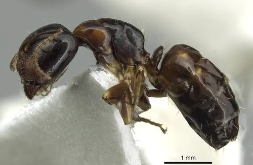 Camponotus yamaokai specimen