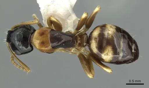 Camponotus yamaokai - CASENT0913702