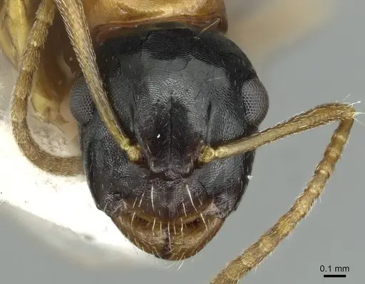 Camponotus yamaokai - CASENT0913702