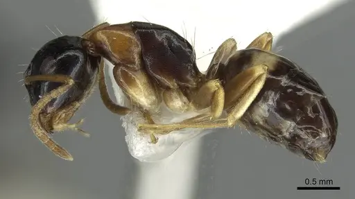 Camponotus yamaokai - CASENT0913702