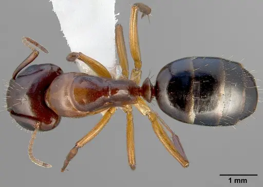 Camponotus yogi specimen