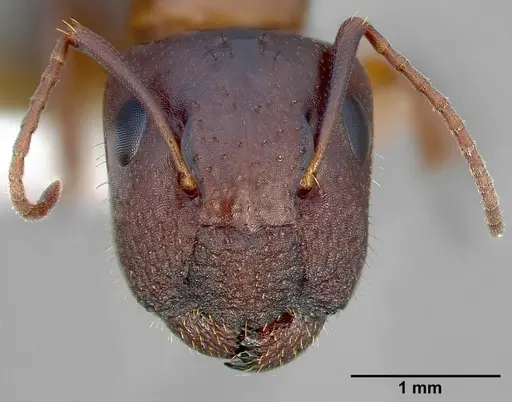 Camponotus yogi specimen