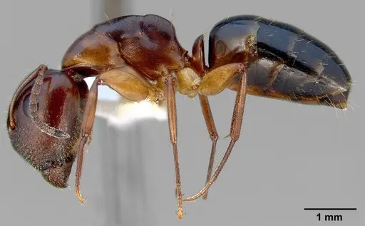 Camponotus yogi specimen