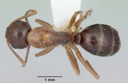Camponotus yogi - CASENT0103112