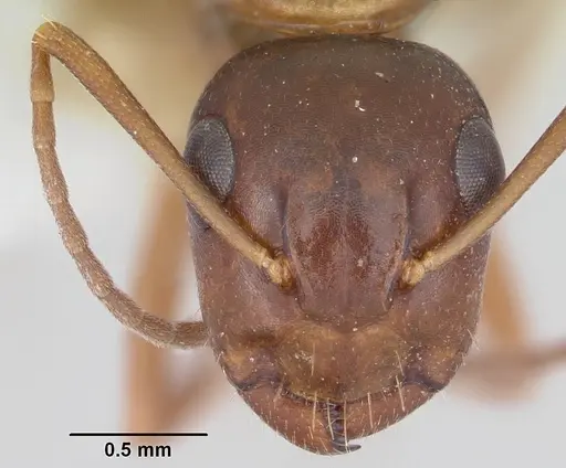 Camponotus yogi - CASENT0103112