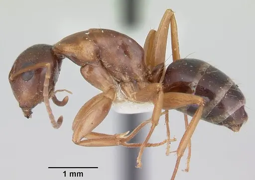 Camponotus yogi - CASENT0103112