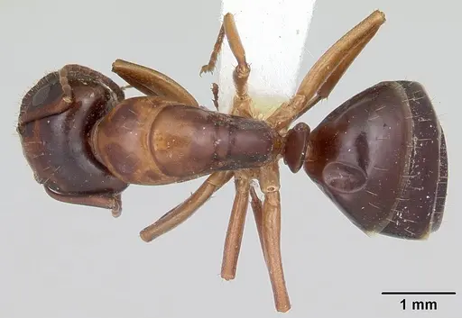 Camponotus yogi - CASENT0103113