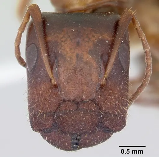 Camponotus yogi - CASENT0103113